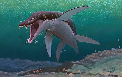 A torpedo of six metres | The Thalassophonea could reach a body length of up to ten metres.