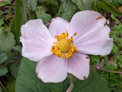 Perfectly captured fragility: shot of a flower with the Pixel 8, no processing.