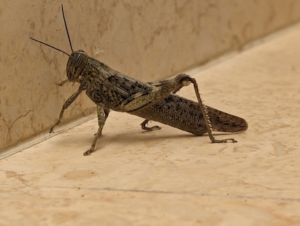 Without the Pixel 8 Pro’s telephoto camera, I couldn’t have got such a good close-up of this grasshopper.