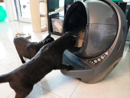 Neugierig sind beide Kater am Anfang: Pinot hinten und Nero vorne.