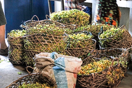 The flowers of the ylang-ylang plant, harvested in Madagascar.