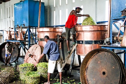In order to keep the added value in the country of production and reduce transport emissions, the essential oil is extracted from the plant parts directly on site in our own distillery.