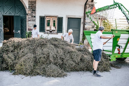 Cultivation and harvesting are carried out in collaboration with a social institution. Distillation takes place directly on site.