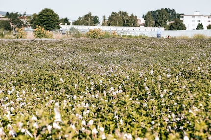 Since 2020, farfalla has also been growing some raw materials right on its own doorstep, such as peppermint in Uster.