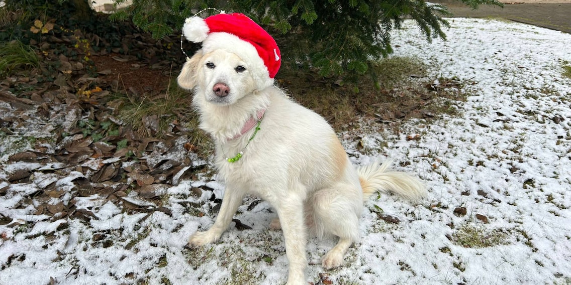 Wie bescheuert soll dein Hund an Weihnachten aussehen? Galaxus: Ja!