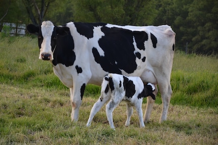 Da gehört die Kuhmilch hin!