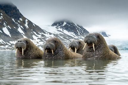 Stefan Forster invests a lot of time and money into his nature photos and videos. For professionals like him, the work’s only worth doing if someone pays for it.