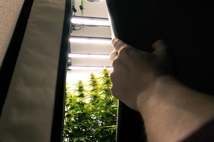 Martin plaudert gerne aus dem «Grow-Kästchen». Ausserdem erfährst du in seinen Artikeln, wie legal Cannabis in der Schweiz ist.
