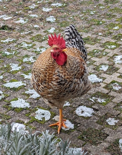 Aus dem Bibeli ist ein ganz schön eitler Geck, ich meine Gockel geworden.