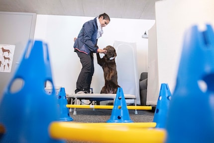 Auf dem Trampolin an der Wand gibt es Hunde-Pilates. Vorne können sich die Vierbeiner beim Hürdenspringen auspowern.