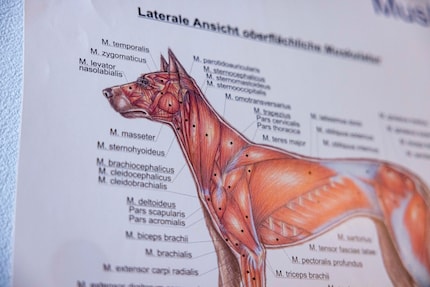Die Hundeanatomie ist ähnlich wie unsere. Binia-Maria Reinmuth-Hürzeler ist froh, dass sie Vorkenntnisse hatte.