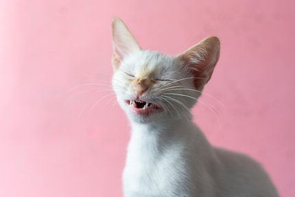 Katzen niesen nicht in die Armbeuge. Aus Gründen.