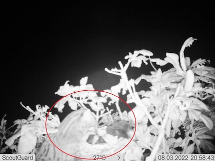Fischkatze am Netz | Mit Hilfe einer Fotofalle gelang dieses Bild: Eine Fischkatze (im roten Kreis) schnappt einen Jungvogel am Nest.
