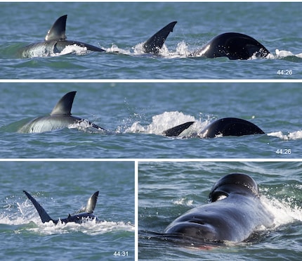 Attacke des Orcas: Von Beginn der Attacke bis zu ihrem Ende dauerte es nur wenige Sekunden und nach kurzer Zeit waren wichtige Teile des Hais im Magen des Schwertwals gelandet. Mit der Leber im Maul zog er an den Beobachtern vorbei.