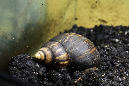 Schön anzusehen: Achatschnecken bezaubern mit ihren häufig gemusterten Häuschen.