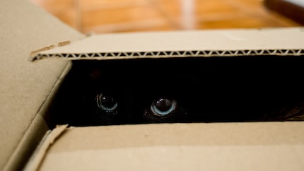Hinausäugen aus dem sicheren Versteck: Katzen lieben es.