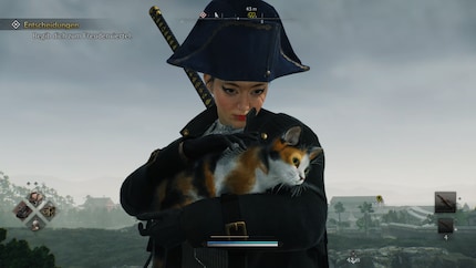 Here kitty, kitty, kitty. Looking for cats is fun.