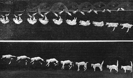 Étienne-Jules Marey lüftete das Geheimnis der fallenden Katzen.