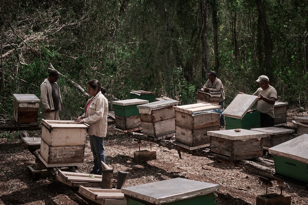 Über 4000 Kolonien der Melipona-Biene fielen einer tödlichen Dosis Fipronil zum Opfer