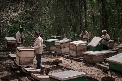 Over 4000 colonies of the Melipona bee fell victim to a lethal dose ofdose of fipronil