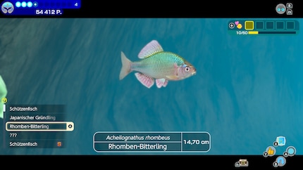 Der Rhomben-Bitterling sieht sehr gut aus.