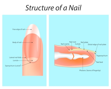 Der Aufbau des Fingernagels.