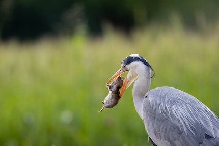 Brennweite ist bei der Vogelfotografie wichtiger als Lichtstärke. Für diesen Bildausschnitt wären an einer Vollformatkamera 1200 mm nötig.