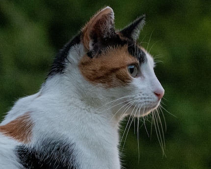 Ein Ausschnitt aus dem obigen Bild.