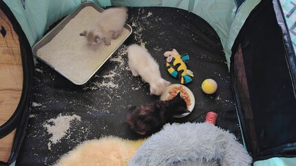 Ah great, sand to play and scratch… and solid food!