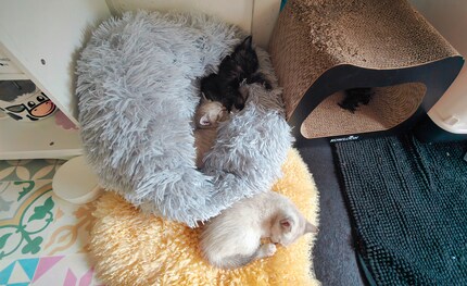 While the little ones have their siesta in the kitchen,…