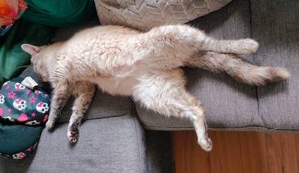 … Mira takes some relaxing «me time» on the sofa.