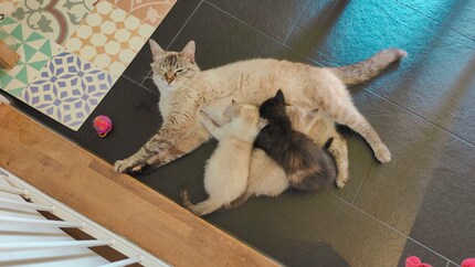 Mira suckles her kittens – something we see less of now.