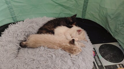 Despite the awakened urge to play, they still often sleep the sleep of the just.