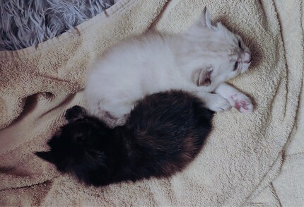 Ying and Yang, animal form.