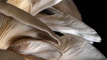 One bottle is said to contain the power of up to eight oyster mushrooms.