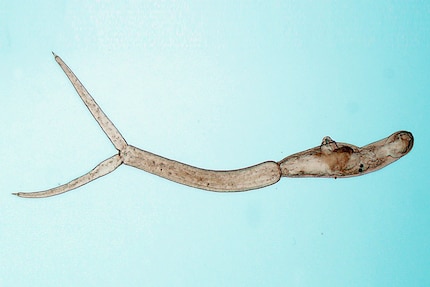 The parasites are called cercariae, but are sometimes referred to as duck fleas.