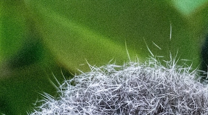 Extract from a photo with ISO 12,800 and clear image noise.