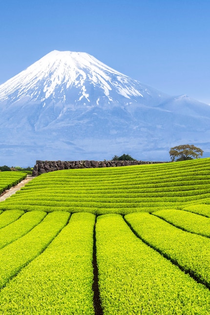 Japanese tea plants are rounded because of the picking machines.