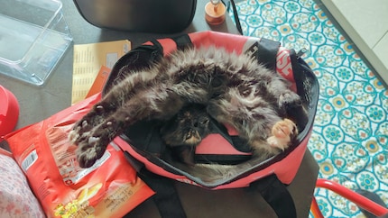 Ob das die Yoga-Übung «Räkelnde Katze» ist?