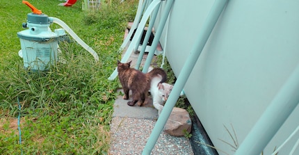 Die schwarze Katze im Hintergrund erregt Wandas Aufmerksamkeit.