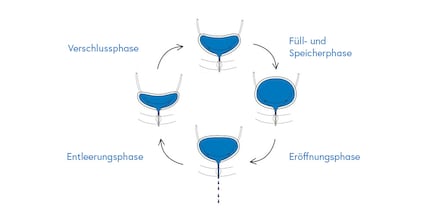 Die Illustration zeigt die Blase in den unterschiedlichen Phasen des Myktionszyklus.