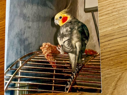 This is Iko, my first cockatiel. As is typical of his gender and plumage, this colourful little guy had a yellow head and red cheeks.