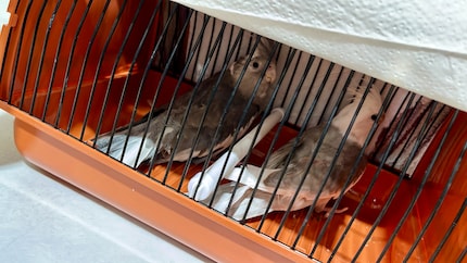 Rio and Cookie in their transport box. They’re not amused.