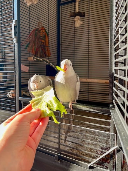 My little salad monsters. Cockatiels can – and should – eat some fruit or vegetables every day.