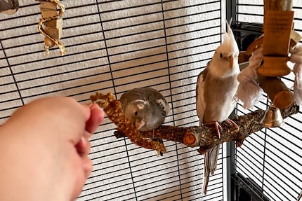 Rio, daring to take the millet from my hand for the first time. Isn’t he cute?