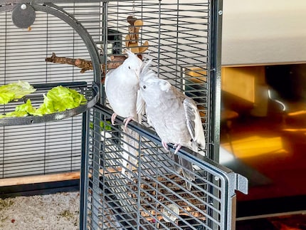 Rio (front) and Cookie are white-headed cockatiels. No yellow heads or red cheeks in sight.