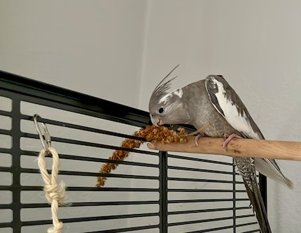 Rio enjoying a snack on the roof terrace.