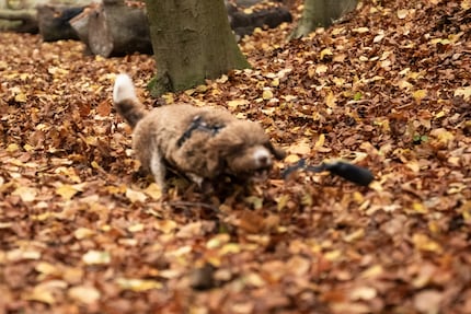 A brown dog in the middle of brown leaves sometimes overwhelms even the best autofocus. Especially if I don't give him any hints.