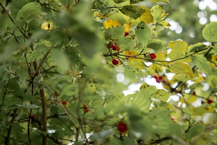 Kornelkirschen sind ein leckerer Snack. Aber nicht mit Vogelbeeren verwechseln.