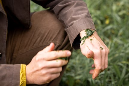 Fenistil kann einpacken: Spitzwegerich wirkt gegen Insektenstiche.
